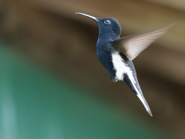 Rouwkolibrie (Florisuga fusca)